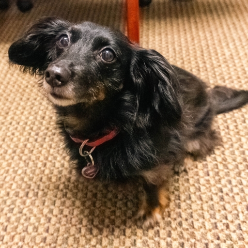 A small black dachshund with shiny eyes looking up, wearing a red collar, sitting on a carpeted office floor.